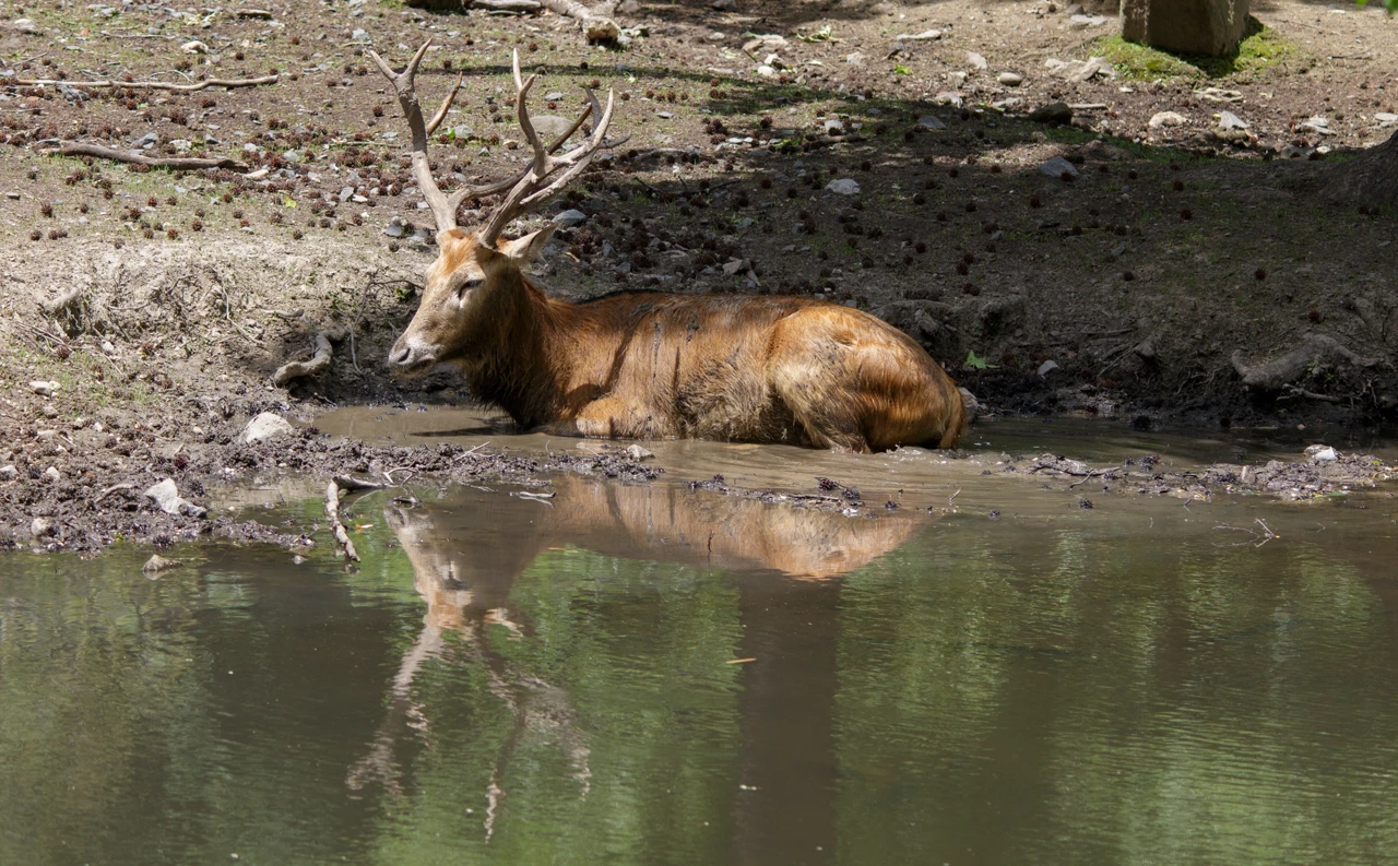 Père David's deer